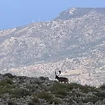 Mandra Chiusilla Collesano