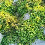 Mandra Chiusilla