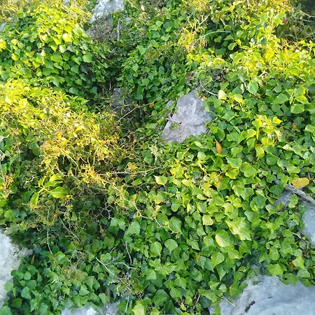 Mandra Chiusilla
